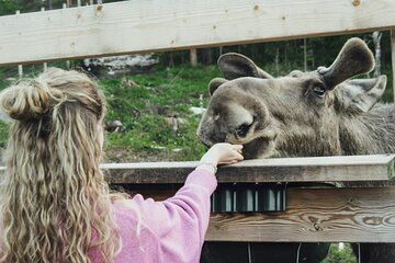 Kristiansand Guided Bus Tour and Moose Park Experience