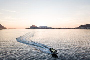 Wildlife Sea Safari in Alesund