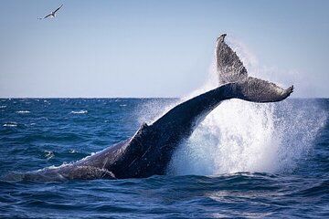 Private Whale Watching Adventure with Schooner Ride
