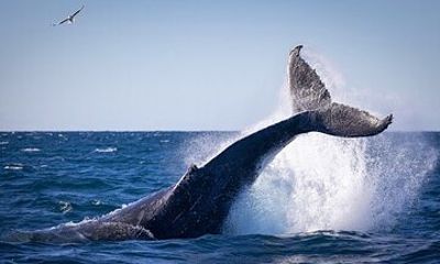 Private Whale Watching Adventure with Schooner Ride