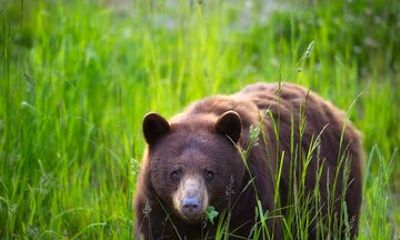 Whistler Morning With The Bears Land Rover Scenic Tour