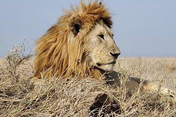 Five Day Serengeti Migration and Big Five Safari