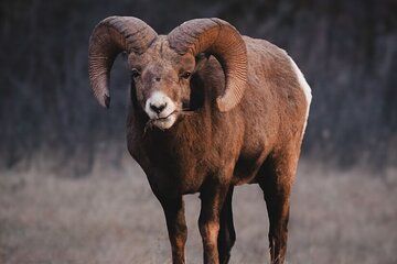 Canmore: Morning Wildlife Viewing Tour in Banff National Park