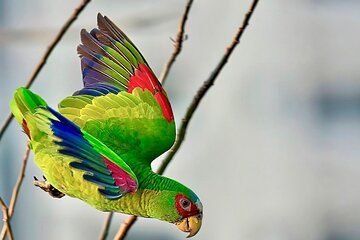 Early Birdwatching Eco City Tour Exper. + 2 Locations & Breakfast