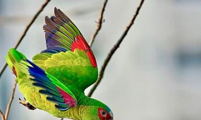 Early Birdwatching Eco City Tour Exper. + 2 Locations & Breakfast