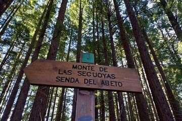 Sequoia Forest and San Vicente de la Barquera Tour