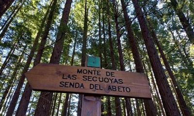 Sequoia Forest and San Vicente de la Barquera Tour