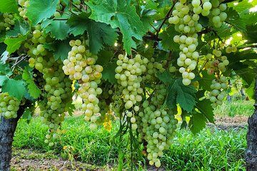 Cheeses & Wines of Colonia: A Gourmet Private Experience