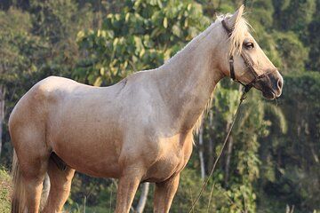Full Day Excursion at Hacienda El Pilar