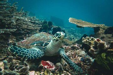 Half Day Blue Lagoon and Tanjung Jepun Snorkeling