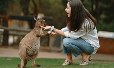 From Sydney Blue Mountains Private Tour with Wildlife Park