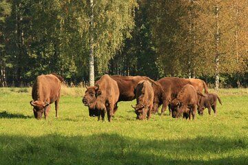 Lithuania Countryside Experience Linen Forbidden Books Nature
