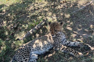 Somerset West Cheetah Outreach Museum Ticket Tour