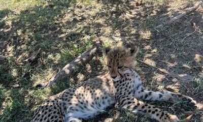Somerset West Cheetah Outreach Museum Ticket Tour