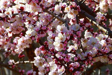 13 Days Hunza Cherry Blossom Tours | 2025 | BOOK NOW