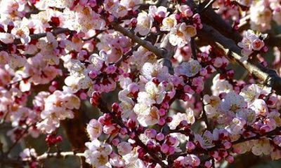 13 Days Hunza Cherry Blossom Tours | 2025 | BOOK NOW