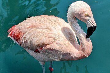 LA Day Trip to Casinos, Palm Springs, San Diego, Santa Barbara