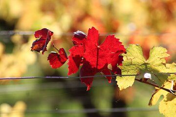 "Wine tasting in Chablis, at the heart of excellence!"