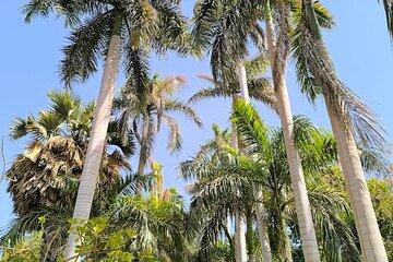 Aswan Private Tour Nobles Tombs and Botanical Island Exploration