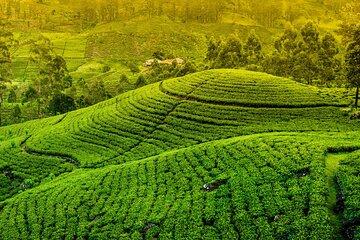 10 Day Sri Lanka Adventure Private Guided Tour