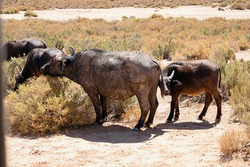 Big 5 Safari Adventure at Aquila Game Reserve from Cape Town