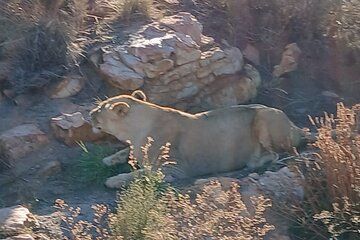 Aquila big five safari with transport, lunch Exclusive park fee.