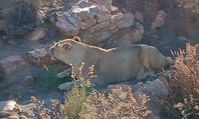 Cape Town Big five Safari Transport, Lunch And Park Fee Inclusive