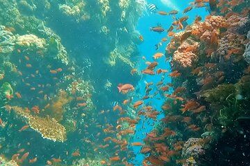 Try Scuba Diving from Makati City Full Day All Inclusive