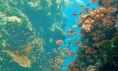 Try Scuba Diving from Makati City Full Day All Inclusive