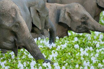 Private Tour from Polonnaruwa to Kandy with Wasgamuwa Safari