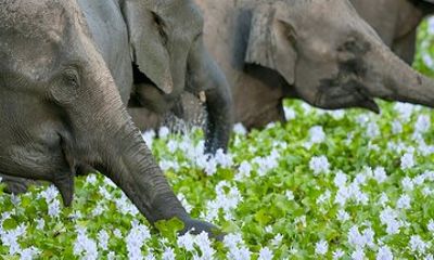 Private Tour from Polonnaruwa to Kandy with Wasgamuwa Safari