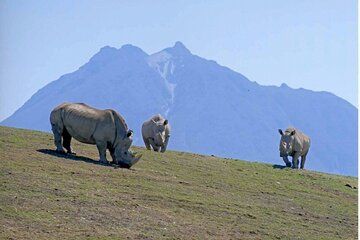 Beppu’s Best: African Safari and Beppu Hells Private Tour