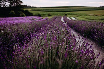 Lavender Farm Tour and Distillation Experience