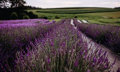 Lavender Farm Tour and Distillation Experience