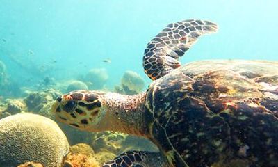 Ultimate Beginner Snorkeling Tour
