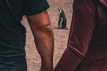 Animal watching in Punta Tombo and Isla Escondida