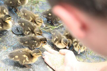 Recycling Farming Experience in Rice Fields of the Tohoku area
