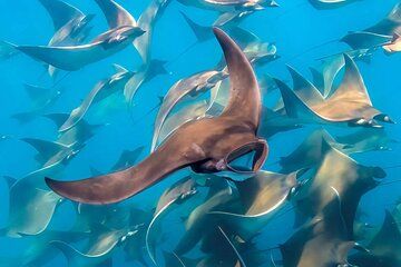 Snorkeling with Mobulas in La Ventana Bay Round trip from La Paz