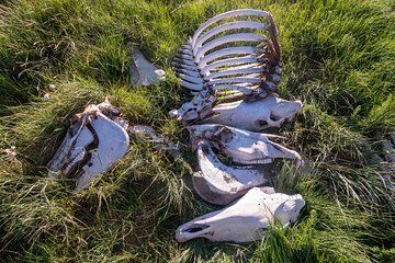 Bone Hunting in Wyoming