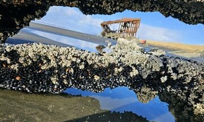 Full-Day Oregon Coast Tour