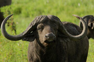 Shore Excursion : Epic Big 5 Safari, Hluhluwe-iMfolozi Park