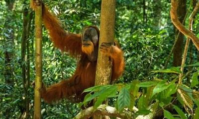 Bukit Lawang Jungle Trek Sumatran Safari