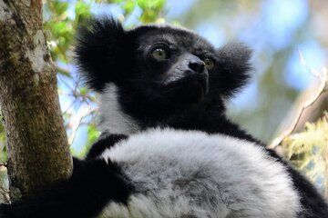 Private 4WD Day Tour to Andasibe National Park