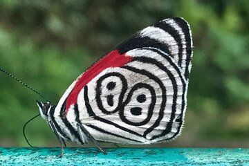 Iguassu Falls (Brazilian Side) + Boat Ride + Bird Park