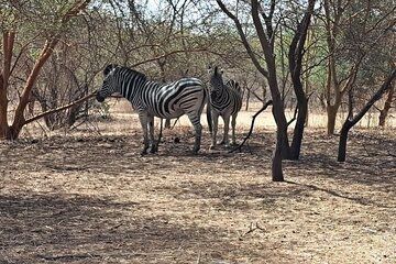 Discovery of senegal in 7 days cultures and safari