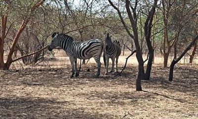 Discovery of senegal in 7 days cultures and safari
