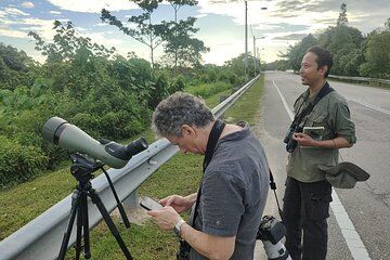 JungleWalla Full Day Penang Mainland Birdwatching
