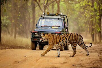 Jungle Diaries Tadoba Wildlife Tour