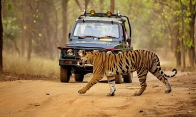 Jungle Diaries Tadoba Wildlife Tour