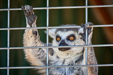 Fredericksburg Safari Tour Without Wine Tasting